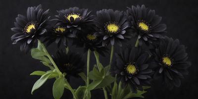 The primary subject of the image is a close-up of a flower, which is a black daisy. The setting is a dark background, which emphasizes the flower's details. The visual style is a photo, capturing the flower's beauty. The dominant colors are black and yellow, creating a striking contrast. The overall atmosphere is moody and dramatic, with the flower standing out as the focal point.
