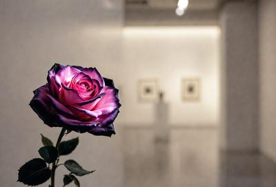 The primary subject of the image is a single purple rose. The rose is placed in a vase and is the main focus of the scene. The setting is a white room, which provides a clean and minimalistic backdrop for the rose. The visual style of the image is a photo, capturing the beauty of the purple rose in a simple yet elegant manner. The dominant colors in the image are purple and white, creating a calm and serene atmosphere.