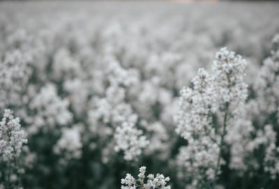 The primary subject of the image is a white flower, which is the main object, scene, or focus of the image. The setting/background consists of a snowy field, and the visual style is a photo. The dominant colors in the image are white and gray, creating a serene and peaceful atmosphere.