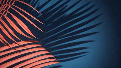 The primary subject of the image is a close-up of a palm tree with a blue background. The setting appears to be a dark room, possibly a nighttime setting. The visual style of the image is a photo, capturing the details of the palm tree. The dominant colors in the image are blue and pink, creating a calm and serene atmosphere.
