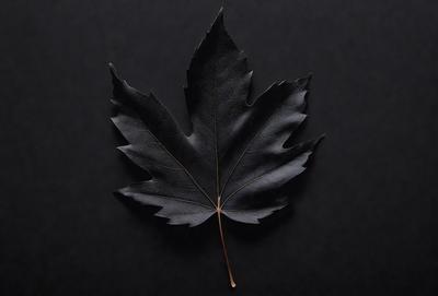 The primary subject of the image is a single leaf, which is the main object, scene, or focus of the image. The leaf is placed on a black background, which creates a dramatic and moody atmosphere. The visual style of the image is a close-up of the leaf, showcasing its details and texture. The colors in the image are predominantly black, with the leaf being the only colorful element, giving the image a stark and minimalist appearance.