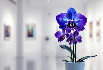 The primary subject of the image is a purple orchid flower in a white vase. The setting is a white room, and the visual style is a close-up of the flower. The dominant colors are purple and white, creating a calm and serene atmosphere.