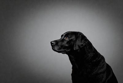 The primary subject of the image is a black dog with a brown nose, standing in front of a gray background. The dog appears to be looking at the camera, possibly posing for a picture. The visual style of the image is a black and white photo, which adds a classic and timeless feel to the scene. The colors and mood of the image are predominantly dark, with the dog being the main focal point, creating a sense of depth and contrast.