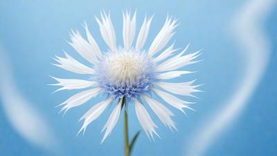 The primary subject of the image is a white and blue flower with a white center. The flower is sitting on a blue surface, which serves as the setting or background. The visual style of the image is a close-up of the flower, showcasing its details and colors. The dominant colors in the image are white and blue, creating a calm and serene atmosphere.