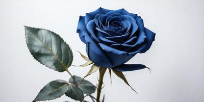The primary subject of the image is a single blue rose. The setting is a white background, which provides a clean and minimalist appearance. The visual style is a close-up of the rose, showcasing its details and beauty. The dominant colors are blue and white, creating a calm and serene atmosphere.