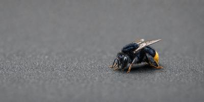 The primary subject of the image is a black and yellow bee. The bee is resting on a gray surface, which could be a concrete floor or a similar textured surface. The visual style of the image is a close-up of the bee, showcasing its details and colors. The overall atmosphere of the image is calm and focused on the bee's presence.