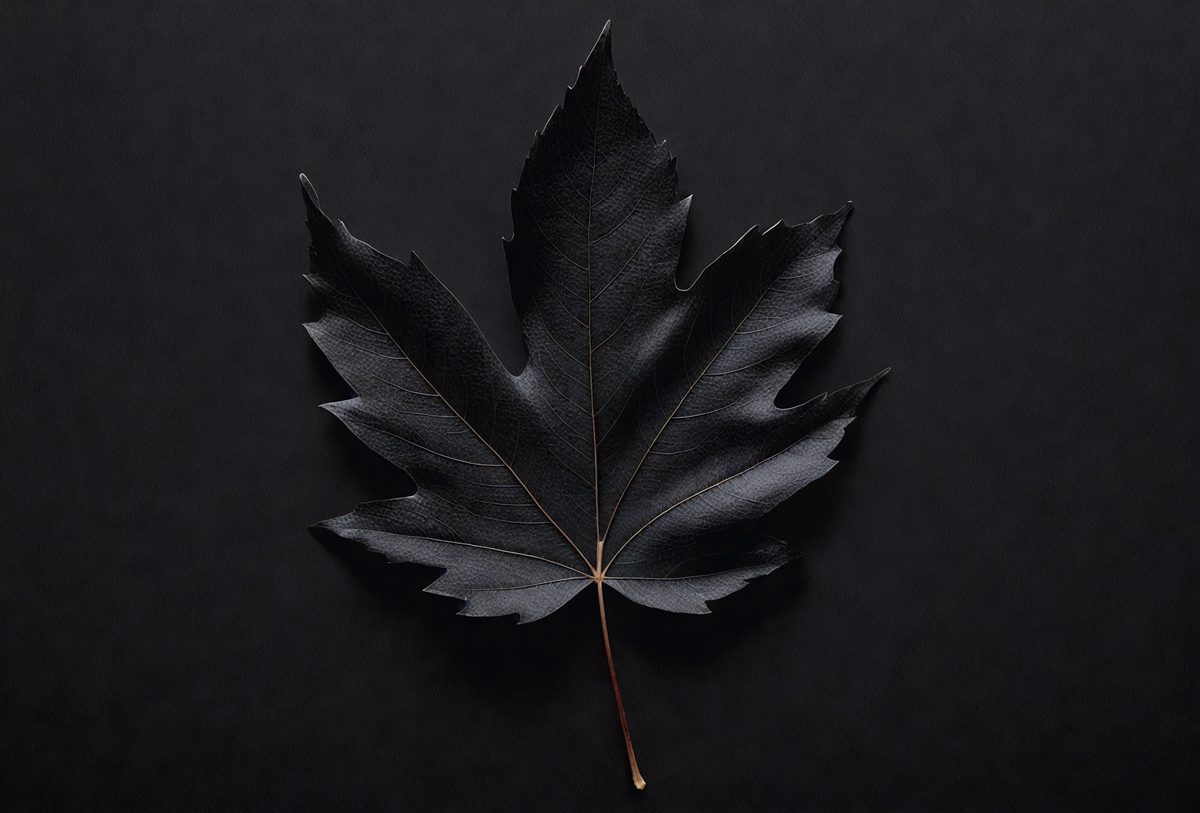 05f3278c-0004-4efb-9710-3813bba9bb90-freepik__one-black-leaf-on-a-black-background__36248_250525210027_00001.png