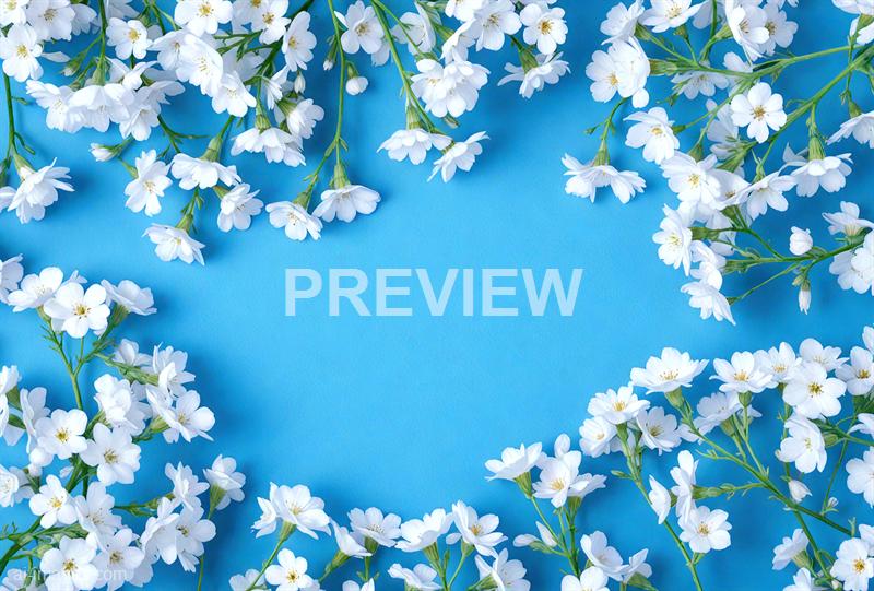 freepik__gypsophila-flowers-isolated-on-white-cornflower-bl__38774_250928085949_00001