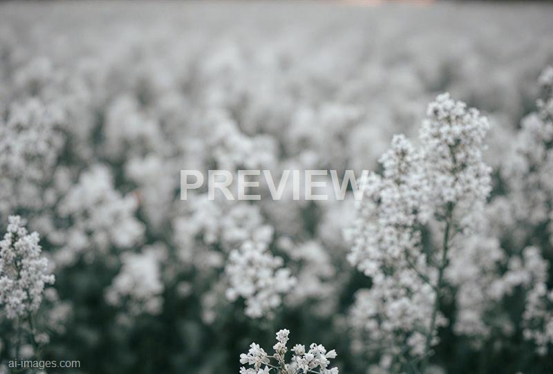 freepik__gray-clean-corn-flower-background__43975_250928085659_00001