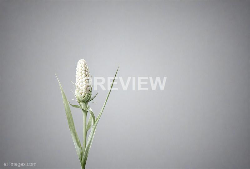 freepik__gray-clean-corn-flower-background__43971_250928085640_00001