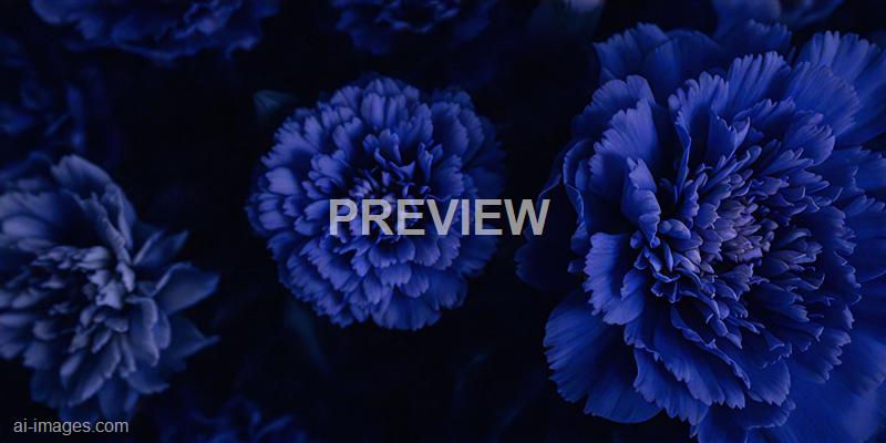 freepik__dark-blue-carnation-flowers-bouquet-soft-filter__40300_250929165013_00001