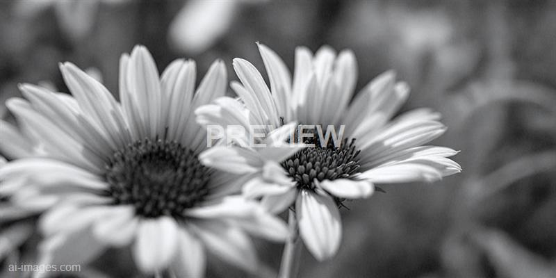 freepik__clean-corn-flower-render-a-small-monochrome-noise__44008_250928021453_00001
