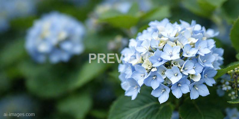 freepik__background-small-cornflower-blue-white-flowers-hyd__6803_250928020706_00001