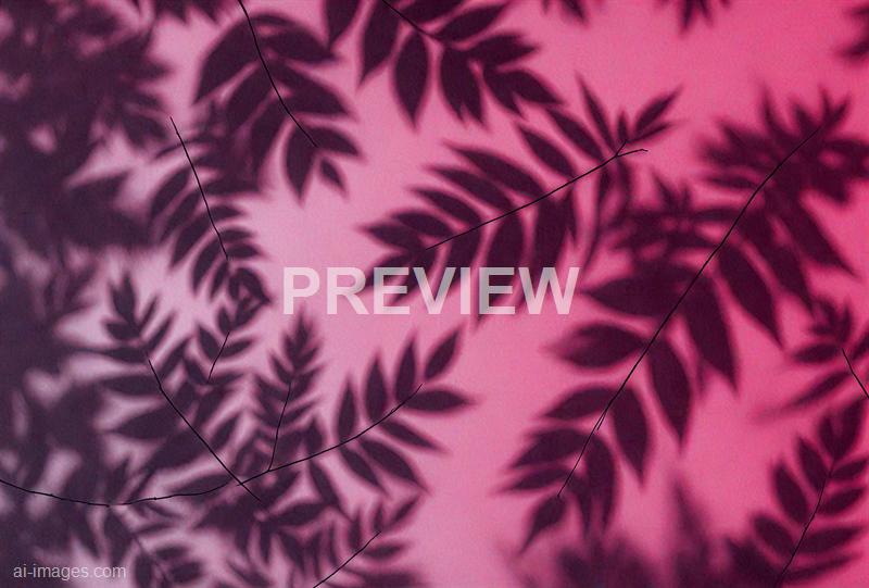 freepik__leaf-shadows-on-a-cement-dark-magenta-background-i__38731_251009135932_00001