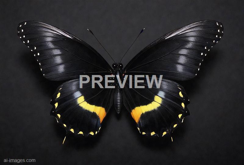 freepik__black-butterfly-on-black__98519_250524180931_00001
