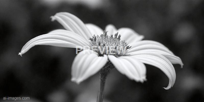 freepik__clean-corn-flower-render-a-small-monochrome-noise__44006_250928021444_00001