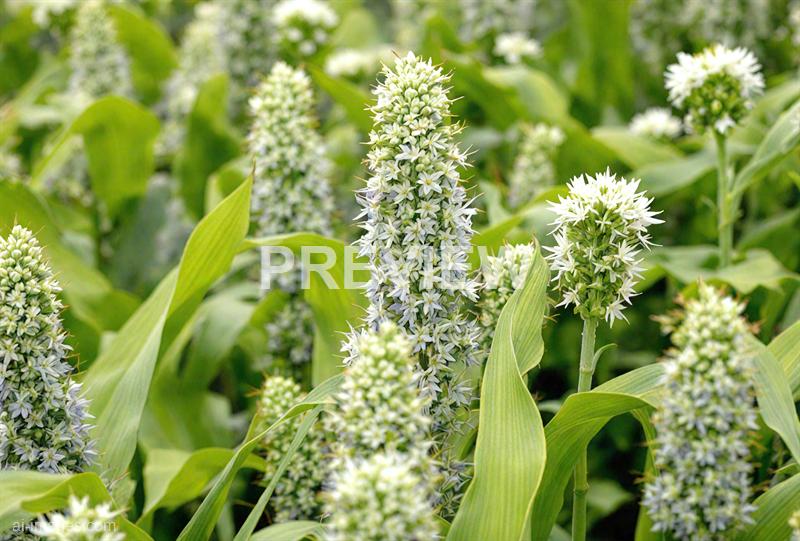 freepik__gray-clean-corn-flower-background__43974_250928085654_00001