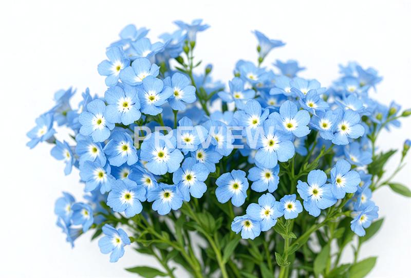 freepik__gypsophila-flowers-isolated-on-white-cornflower-bl__38775_250928085953_00001