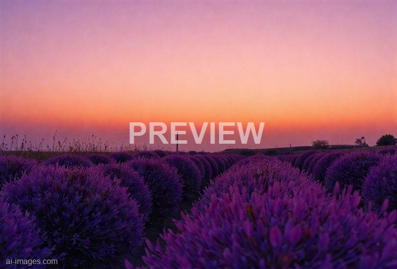 freepik__sunset-over-a-quiet-lavender-field-in-provence-fra__35204_250520103132_white_00001