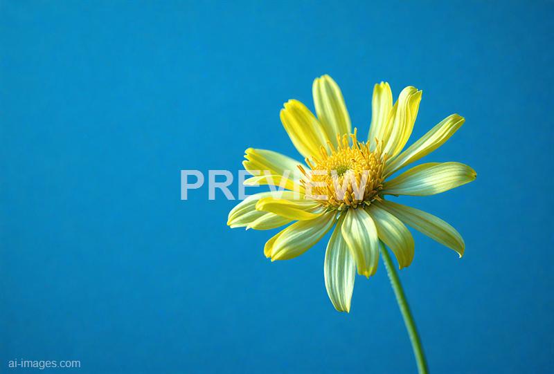 freepik__a-single-empty-corn-flower-against-a-vibrant-deep-__93245_250928012701_00001