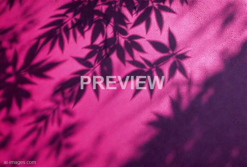 freepik__leaf-shadows-on-a-cement-dark-magenta-background-i__38728_251009135915_00001