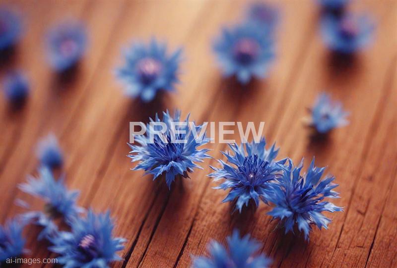 freepik__35mm-film-photography-closeup-of-cornflower-blue-w__70607_250928011327_00001
