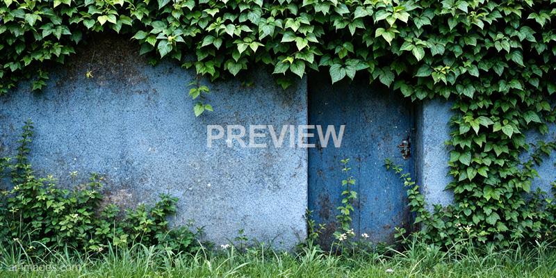 freepik__aged-cornflower-blue-concrete-wall-with-ivy-garden__56401_250928020224_00001