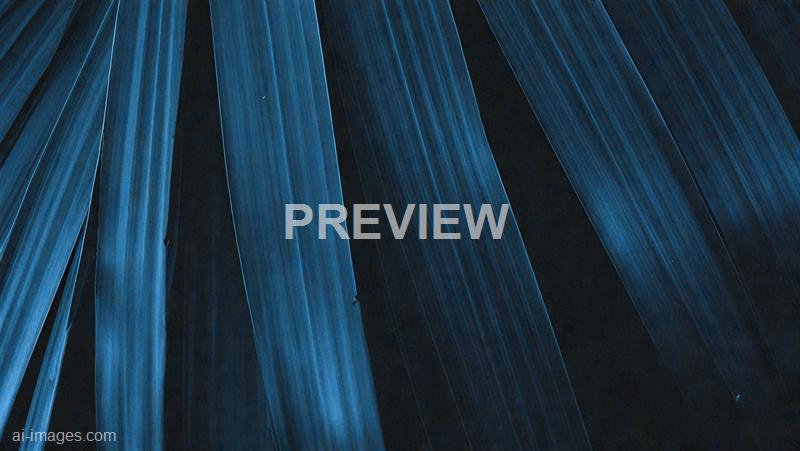 freepik__dark-blue-palm-leaves__40941_250930003947_00001