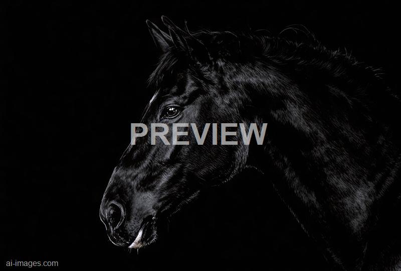freepik__portrait-of-a-black-horse-on-the-black-background__88361_250525210952_00001