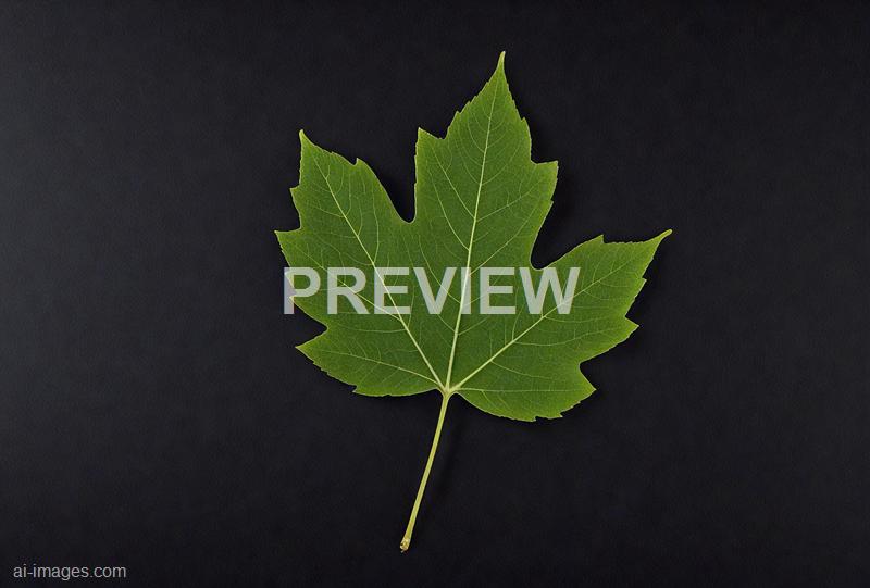 freepik__one-leaf-on-a-black-background__36260_250525210045_00001