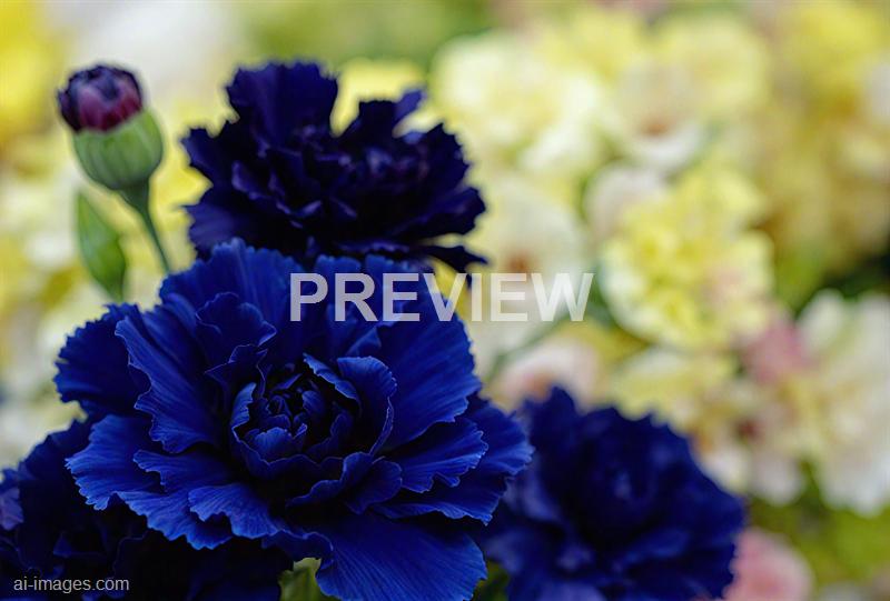 freepik__dark-blue-carnations-floral-background__41344_250929235505_00001