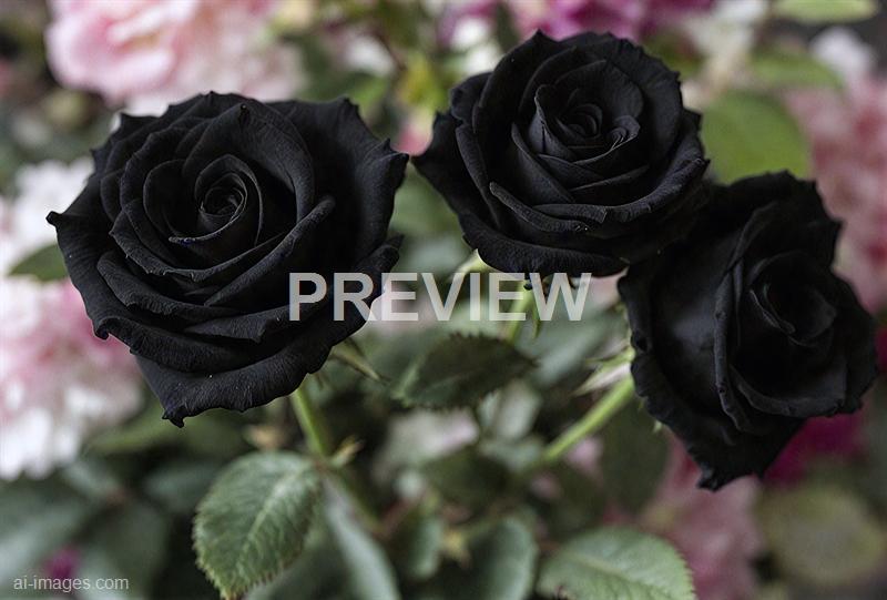 freepik__beautiful-black-roses-floral-background__76478_250524094445_00001
