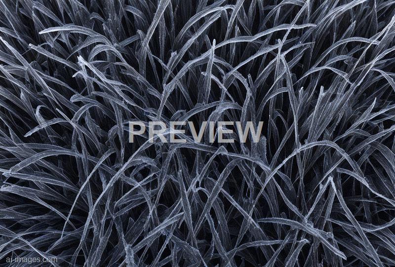 freepik__frozen-black-grass-texture__35959_250525122716_00001