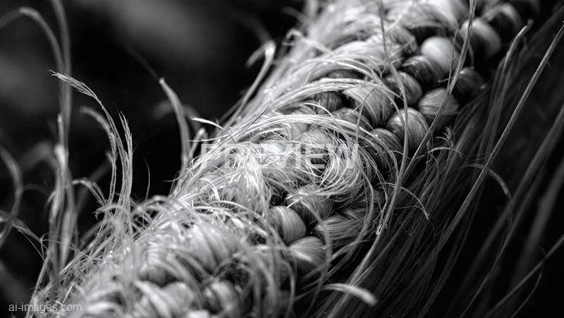 freepik__black-and-white-feather-texture-clean-corn-flower-__43965_250928020845_00001