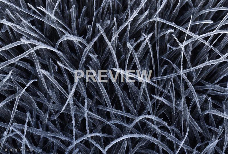 freepik__frozen-black-grass-texture__35960_250525122722_00001