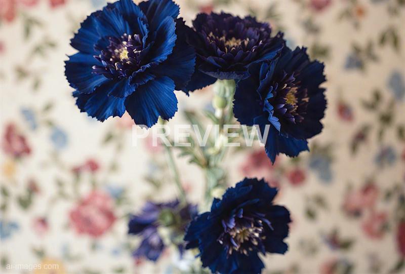 freepik__dark-blue-carnations-floral-background__41345_250929235511_00001