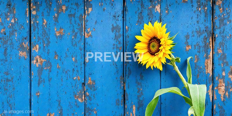 freepik__weathered-corn-flower-blue-wood-background-peeling__3527_250928093734_00001