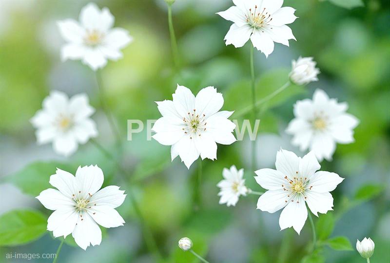 freepik__green-wave-vector-design-white-cornflower-blue-bac__6800_250928085820_00001