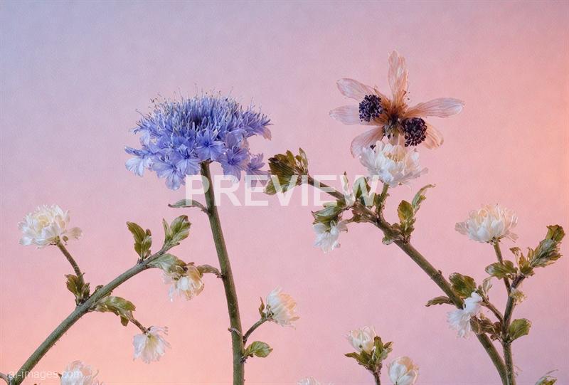 freepik__a-blue-bee-flying-and-other-bees-watching-her-from__6815_250520171120_white_00001