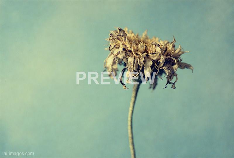 freepik__an-empty-corn-flower-dried-and-brittle-against-a-f__93243_250928020346_00001