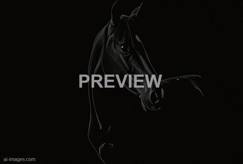 freepik__black-horse-portrait-on-black-background__88904_250524183833_00001