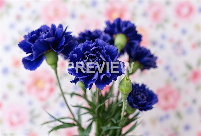 freepik__dark-blue-carnations-floral-background__41342_250929235454_00001