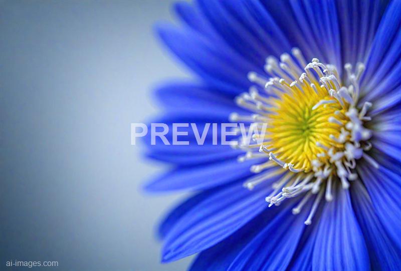 freepik__closeup-of-a-vibrant-blue-cornflower-against-a-gra__42405_250928022206_00001