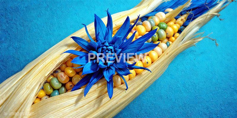 freepik__closeup-abstract-of-a-corn-flower-with-vibrant-blu__82640_250928021632_00001