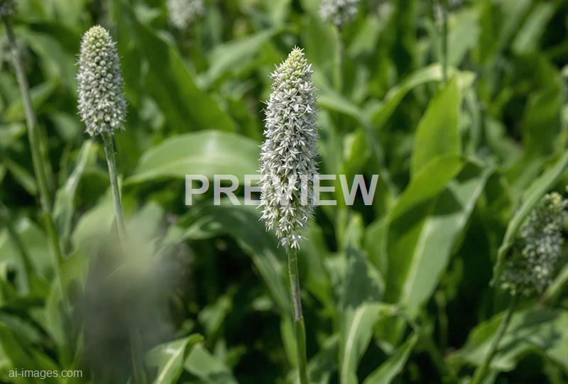 freepik__gray-clean-corn-flower-background__43977_250928085711_00001