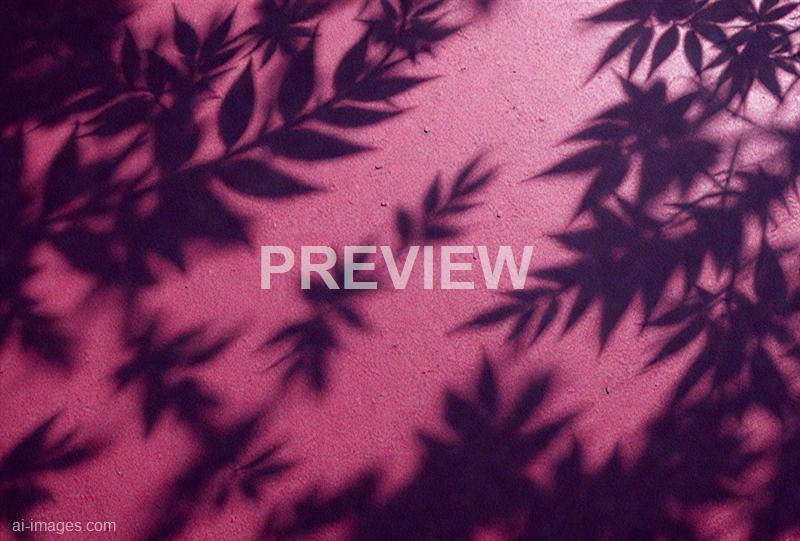 freepik__leaf-shadows-on-a-cement-dark-magenta-background-i__38729_251009135921_00001