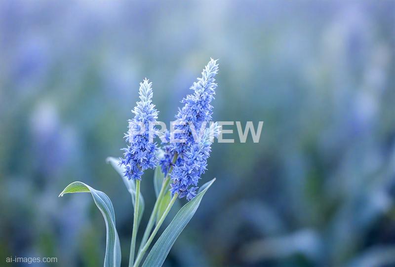 freepik__dynamic-minimal-corn-flower-blue-stripe-texture-ba__72094_250928085202_00001
