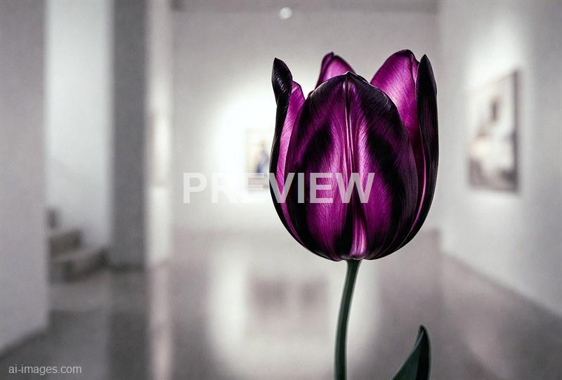 freepik__a-soft-artificial-glow-illuminates-a-quiet-modern-__75823_250523100414_00001