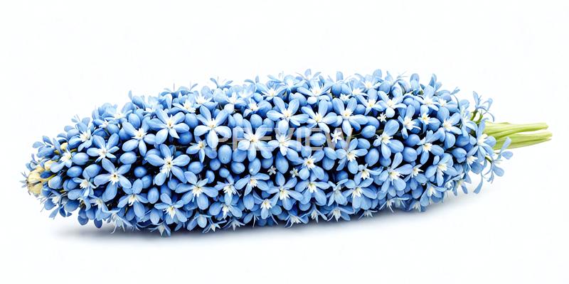 freepik__a-single-plain-corn-flower-blue-and-white-isolated__94737_250928012715_00001