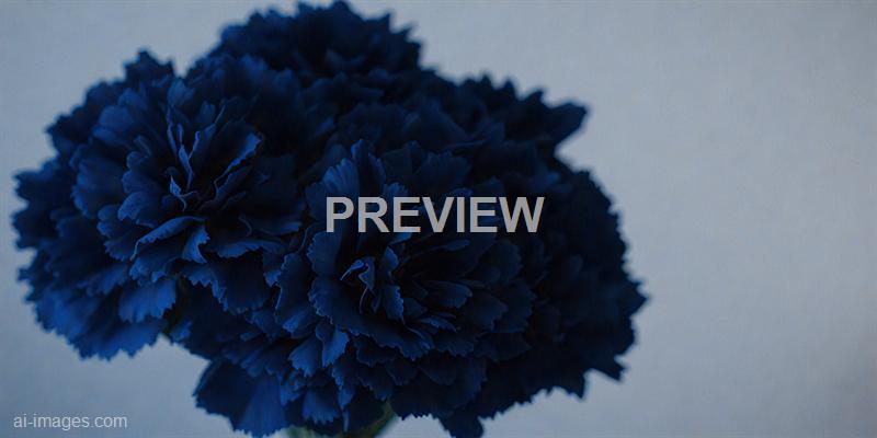 freepik__dark-blue-carnation-flowers-bouquet-soft-filter__47768_250929165139_00001